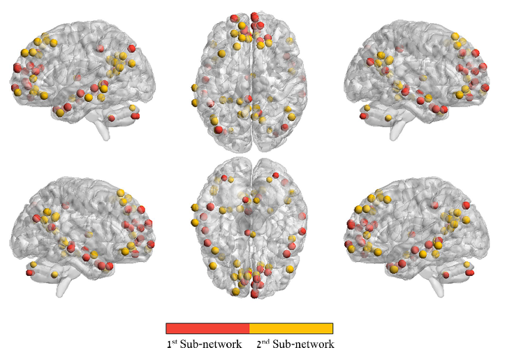 Brain maps showing two default mode network sub-networks